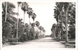 Palm Tree Lined Street, Everglades City, Florida Postcard