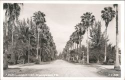 Palm Tree Lined Street - Everglades City, FL Postcard