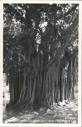 Banyan Tree on Courthouse Lawn, Fort Myers, FL Postcard