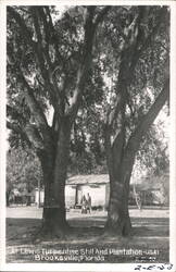 Lewis Turpentine Still and Plantation, Brooksville, FL Postcard