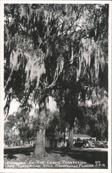 Lewis Plantation and Turpentine Still, Brooksville, Florida Postcard