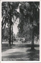 Horse-Drawn Carriage at Lewis Turpentine Still and Plantation Postcard