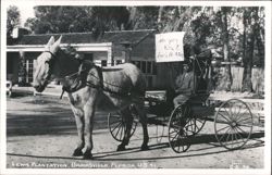 Mule-Drawn Carriage at Lewis Plantation, Brooksville, Florida Postcard