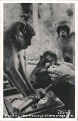 Monkeys at Silver Springs, Florida Postcard
