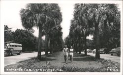 Couple Strolling Through Palm-Lined Entrance to Silver Springs, Florida Postcard
