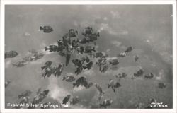 School of Fish at Silver Springs, Florida Postcard
