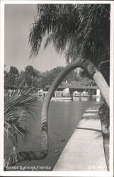 Glass Bottom Boats at Silver Springs, Florida Postcard