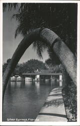 Glass Bottom Boats at Silver Springs, Florida Postcard