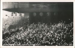 Underwater Scene - Silver Springs, Florida Postcard