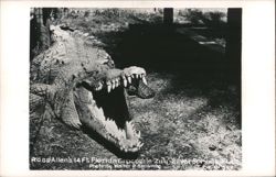 Ross Allen's 14-Foot Florida Crocodile "Zulu" Postcard