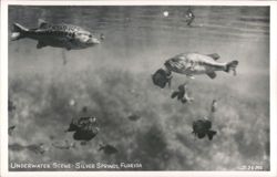 Underwater Scene with Largemouth Bass, Silver Springs Postcard