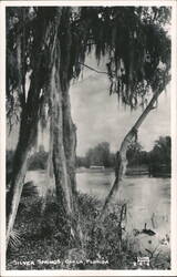 Silver Springs, Ocala: Lush Canopy over Serene River Postcard