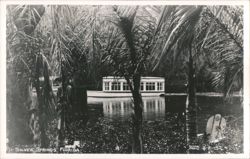 Glass-Bottom Boat Tour, Silver Springs, Florida Postcard