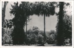 Silver Springs, Florida: Lush Tropical Landscape with Palm Trees Postcard