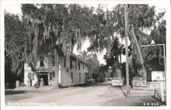 Homosassa Businesses and Spanish Moss Trees Postcard