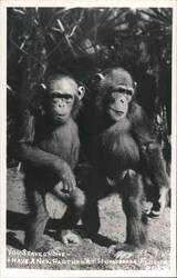 Two Chimpanzees at Homosassa Springs, Florida Postcard