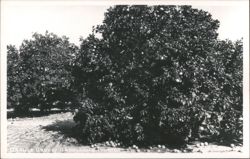 Orange Grove in Brooksville, Florida Postcard