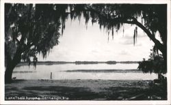 Lake Tsala Apopka Through Spanish Moss Postcard