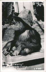 Chimpanzee Wearing a Straw Hat at Riverside Lodge, Florida Postcard