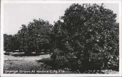 Orange Grove in Haines City, Florida Postcard