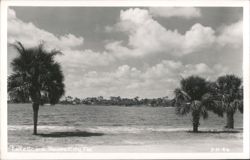 Lake Scene with Palm Trees, Haines City, Florida Postcard
