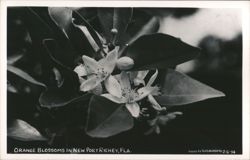 Orange Blossoms in Bloom - New Port Richey, FL Postcard
