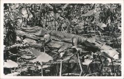 Alligator Resting on a Log in Swampy Waters Postcard