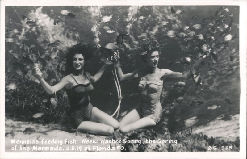 Mermaids Feeding Fish at Weeki Wachee Spring Florida