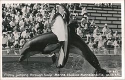 Flippy Jumping Through Hoop Postcard