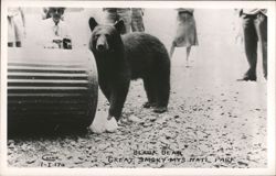 Black Bear in Great Smoky Mountains National Park Postcard