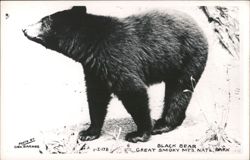 Black Bear in Great Smoky Mountains National Park Postcard