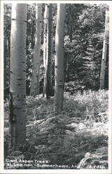 Giant Aspen Trees, Mt. Lemmon Postcard