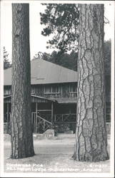 Ponderosa Pine, Mt. Lemmon Lodge Postcard
