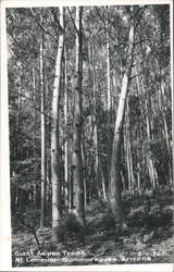Giant Aspen Trees, Mt. Lemmon Postcard