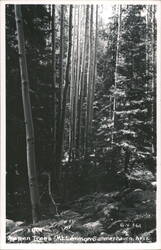 Aspen Trees, Mt. Lemmon Postcard