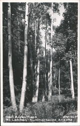 Giant Aspen Trees, Mt. Lemmon Postcard