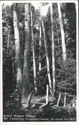 Giant Aspen Trees, Mt. Lemmon Postcard