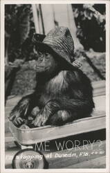 Chimp in Wagon, Dunedin, FL Postcard