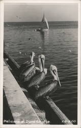 Pelicans at Dunedin, Florida Postcard