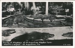 Alligators at St. Augustine Alligator Farm Postcard