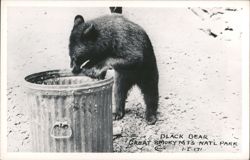 Black Bear Eating from Trash Can Postcard