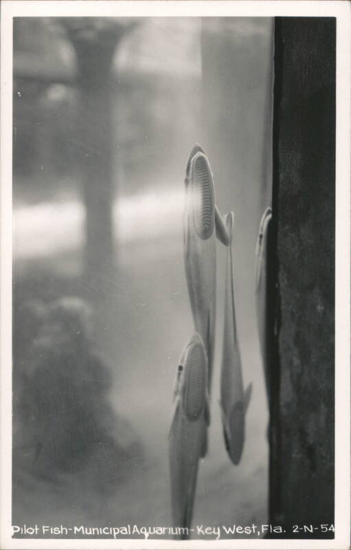 Pilot Fish, Municipal Aquarium Key West Florida