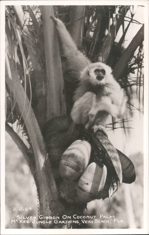 Silver Gibbon on Coconut Palm Vero Beach Florida