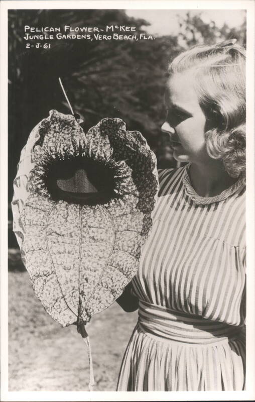 Pelican Flower at McKee Jungle Gardens, Vero Beach Florida