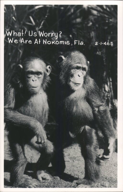 Two Chimpanzees at Nokomis, Florida