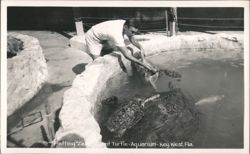 Petting "Zeke" Giant Turtle - Aquarium - Key West Postcard