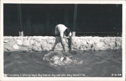 Feeding Stingrays at the Aquarium Postcard