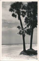 The Beach at Hunting Island State Park Postcard
