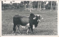 A Brahma Bull - Florida Postcard