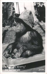 Chimpanzee in a Wagon Wearing a Straw Hat Postcard